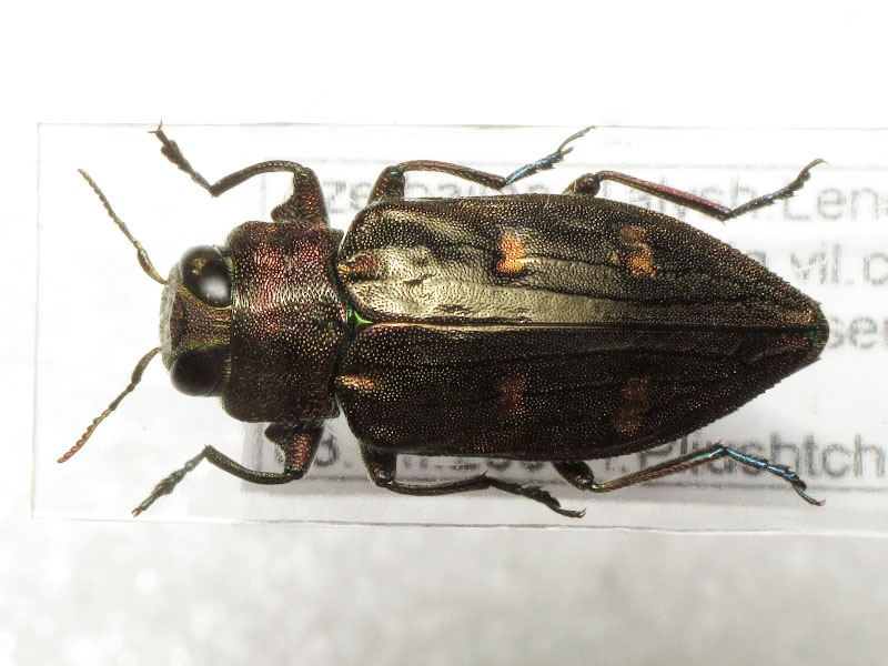 Chrysobothris affinis tetragramma Ménétriés, 1832